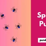 Spider Puns