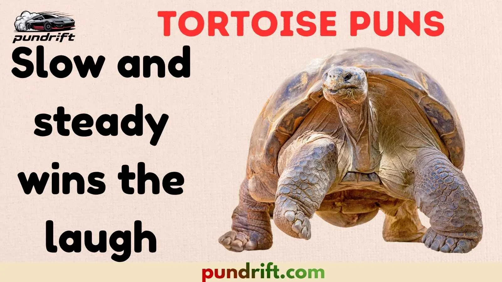 Tortoise Puns